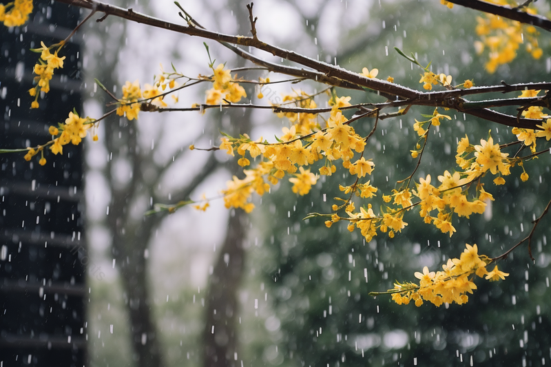 中式古典园林中的小黄花盛开在雪景中,高清,摄影图,摄影图片,图片大全,摄影图免费下载